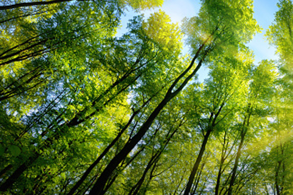 trees in the sun